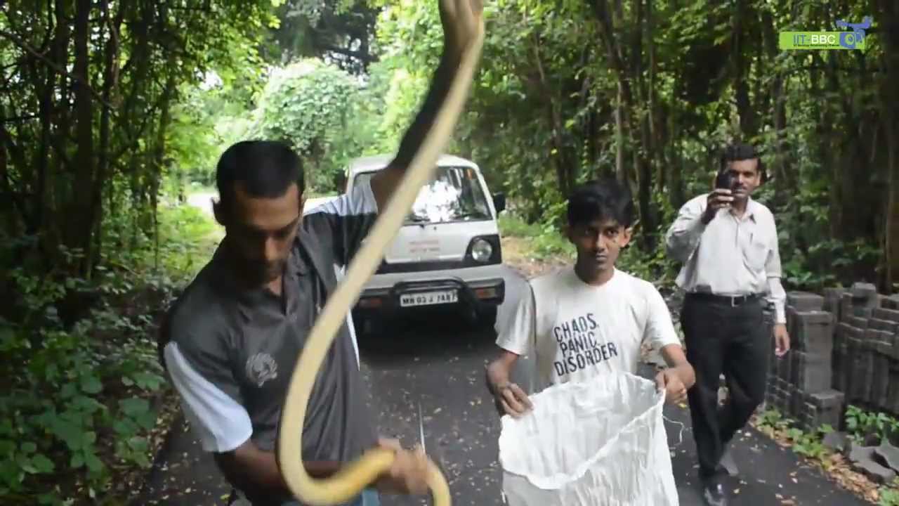 IITBBC Exclusive: Pinaki & Serpents of IIT