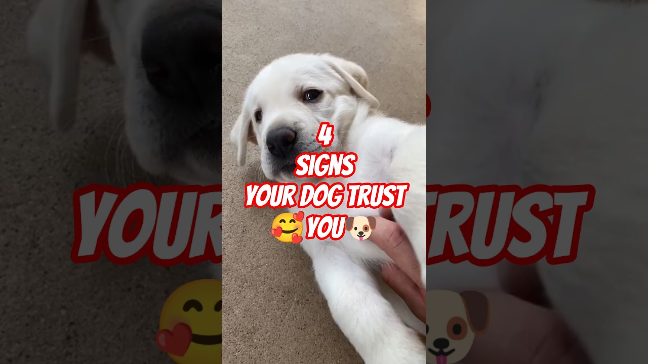 Четыре признака того, что ваша собака вам доверяет 🐶🥰 