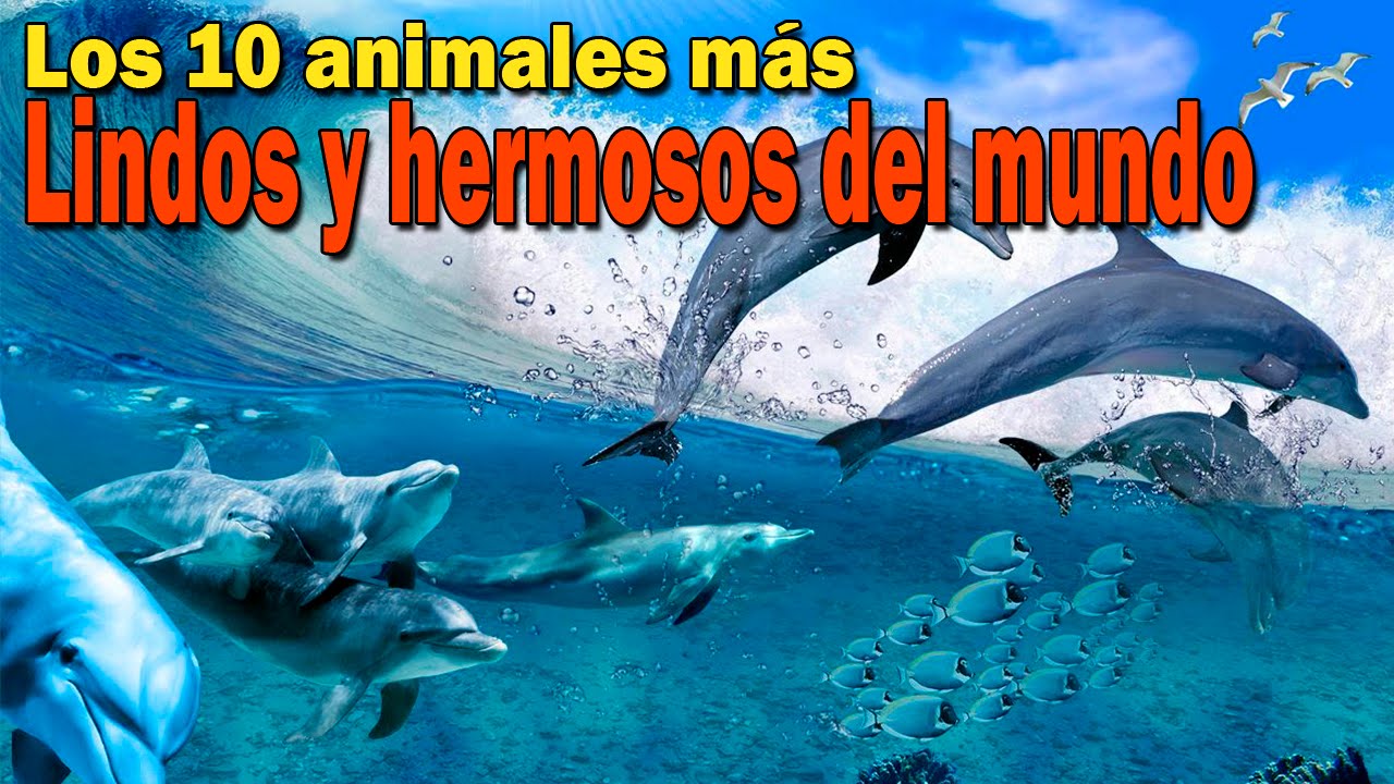 Top 10 Animales m&aacute;s lindos y hermosos del mundo