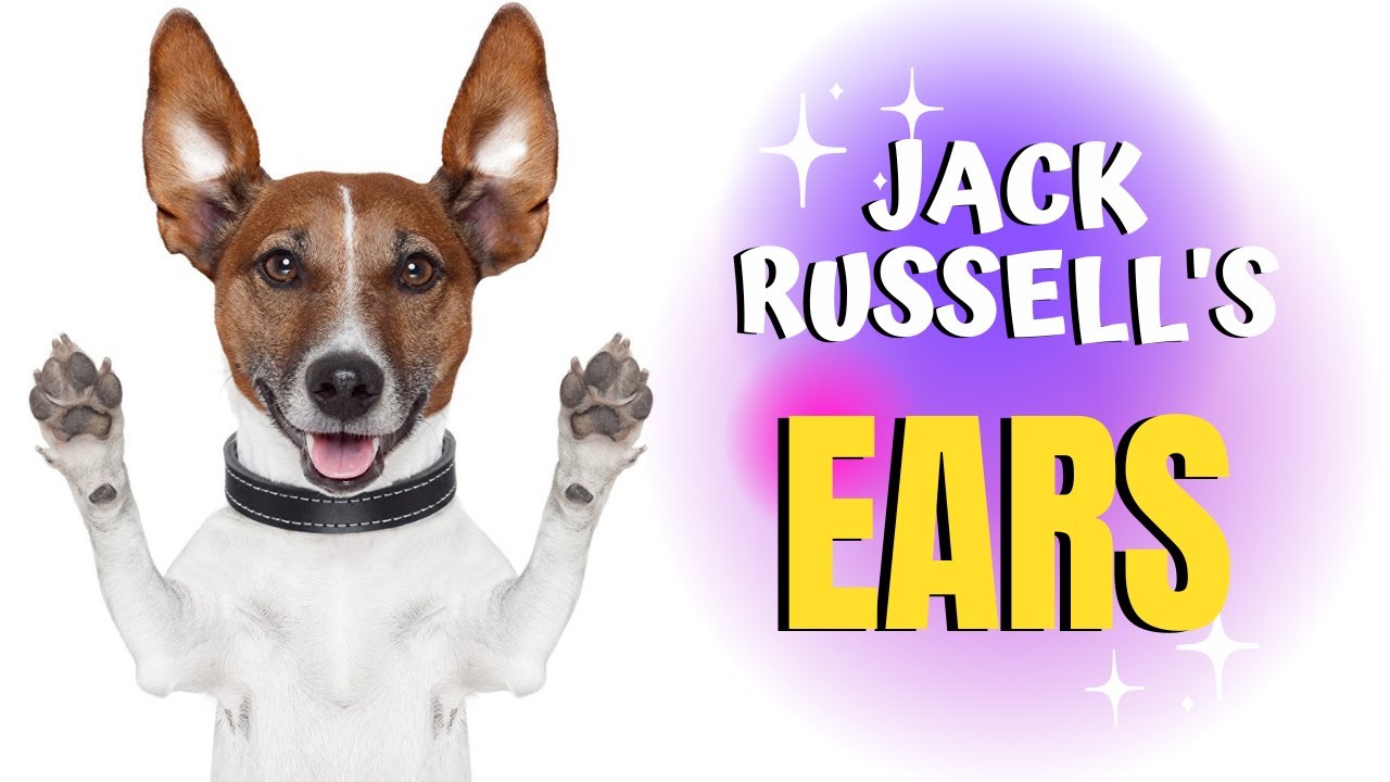 Jack Russell's Ears - Correct Ear Shape | Why Ears Standing up? | Different Methods of Taping Ears