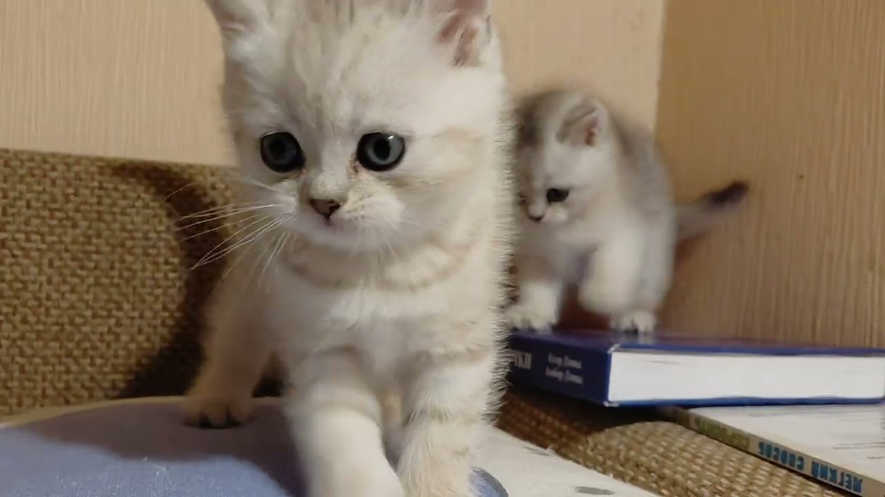 Котята британцы 1,5 месяца 