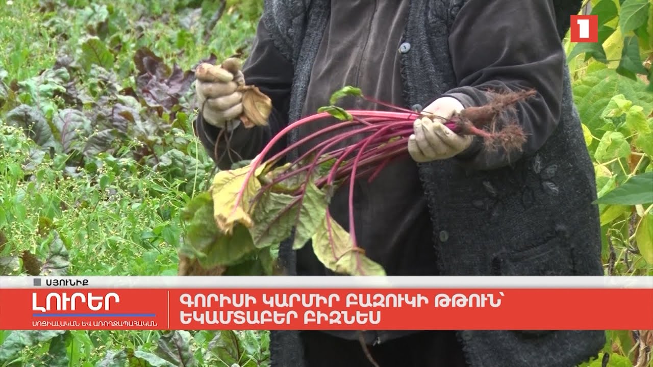 Գորիսի կարմիր բազուկի թթուն՝ եկամտաբեր բիզնես