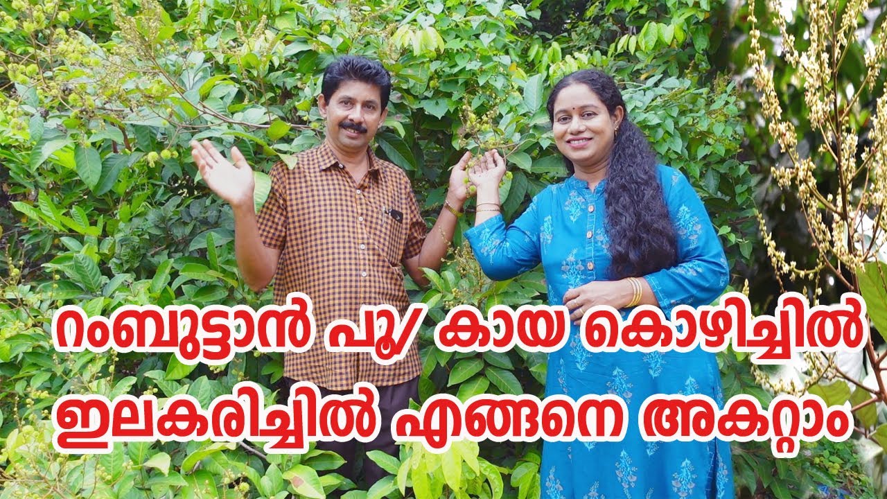 റംബുട്ടാൻ പൂവ് /കായ് കൊഴിച്ചിൽ ,ഇലകരിച്ചിൽ എങ്ങനെ അകറ്റാം #Flowering Time of Rambutan Flower Falling