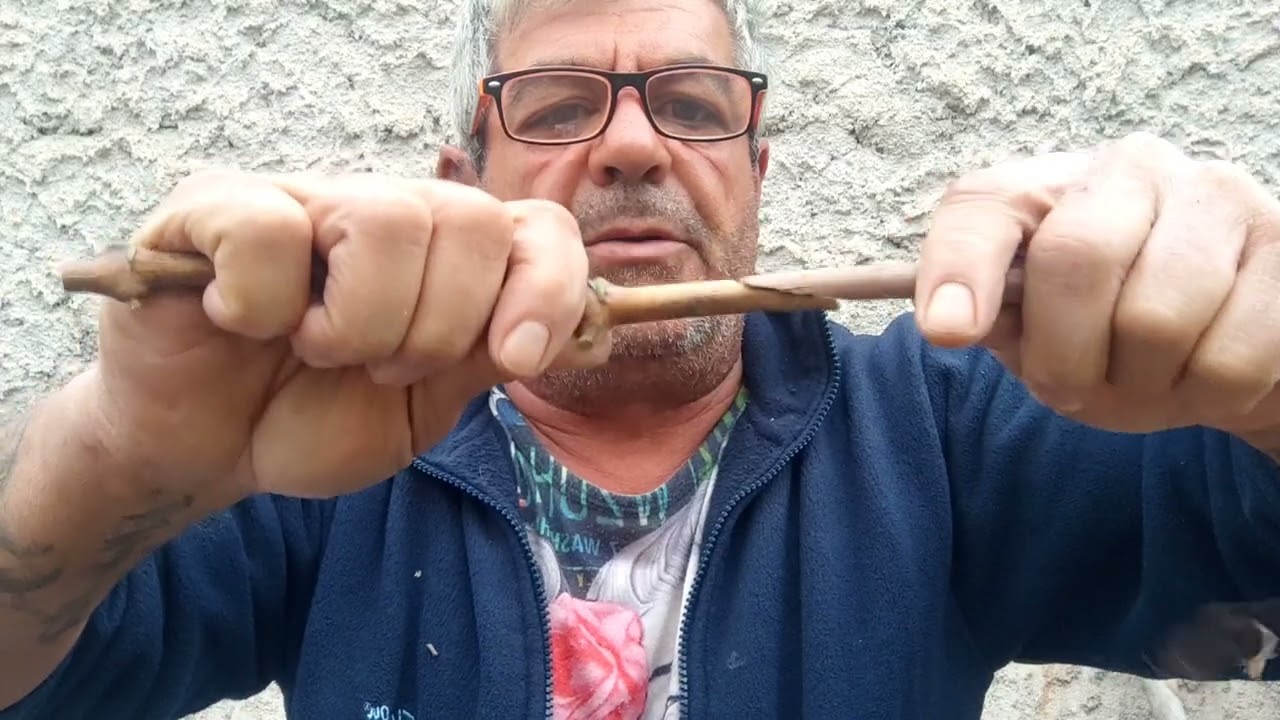 Enraizado de parras previamente injertadas.
