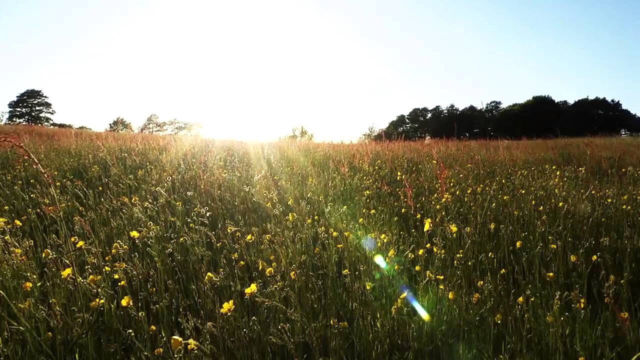 5. Yellow Flower Field