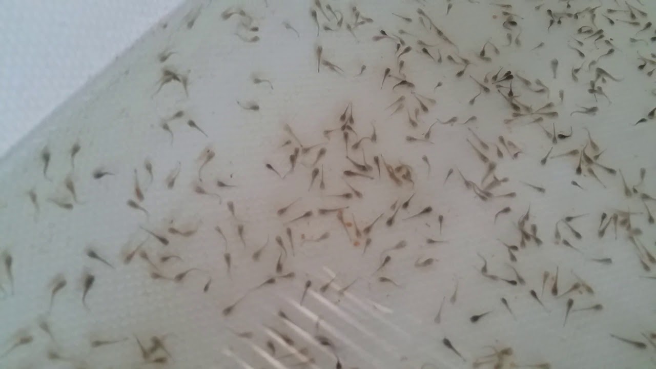 SECRET ON HOW TO MAKE NEWLY HATCHED FISH GROW FASTER [SPPP]vol 6 Site 15 Update.