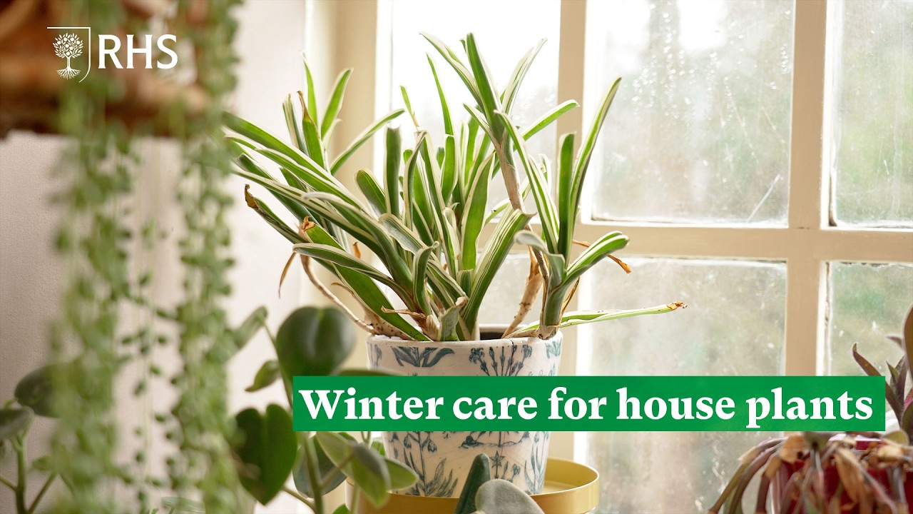 Winter care for houseplants | The RHS
