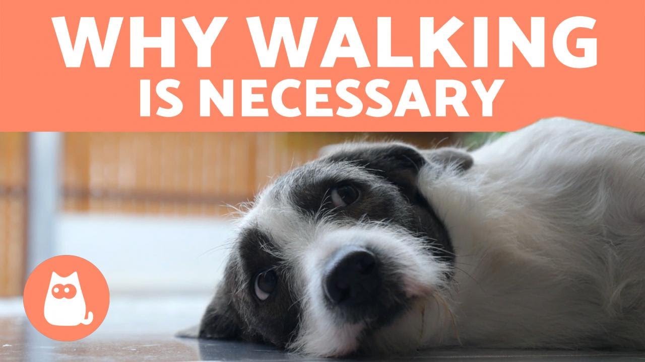 What Happens If You DON'T take your DOG for a WALK? 🐶❌
