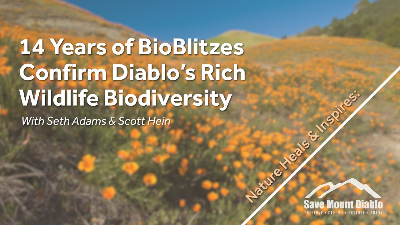 14 Years of BioBlitzes Confirm Diablo’s Rich Wildlife Biodiversity