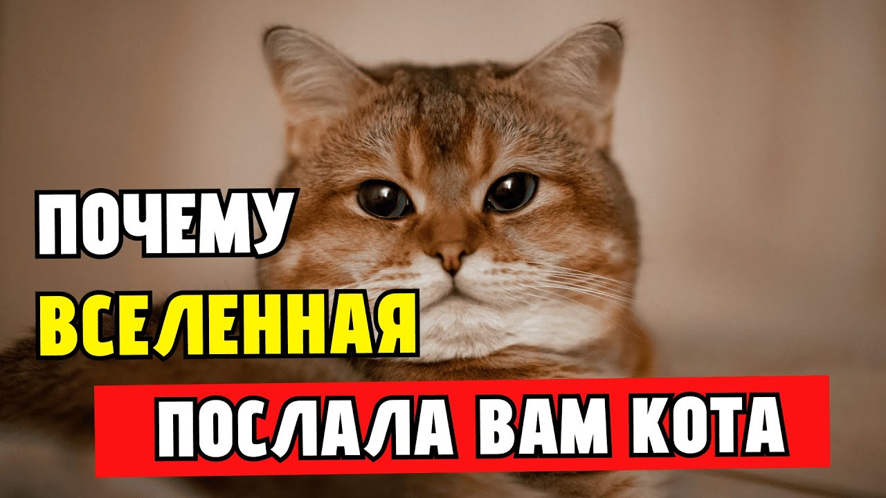 Почему кошка появилась в вашей жизни! ЧЕМУ УЧАТ КОШКИ!