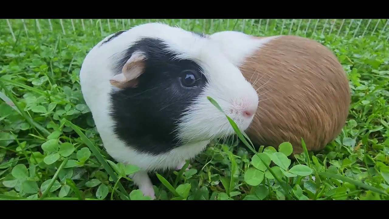 P48 cute happy guniea pigs eating grass sound with morning birds sound calming, relaxing soothing