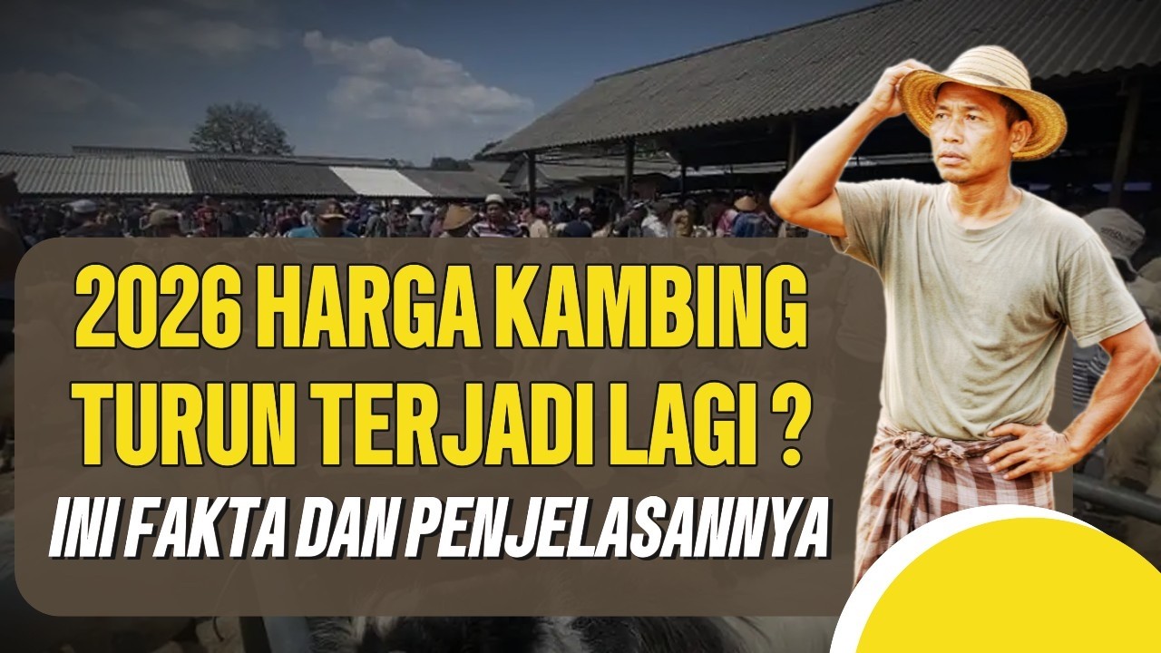 Harga Kambing Turun Parah Tahun 2026?