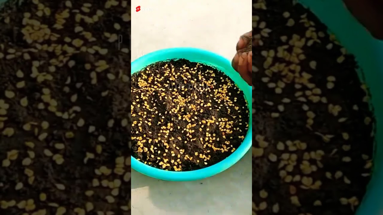 How to grow green chilli plants || #shorts