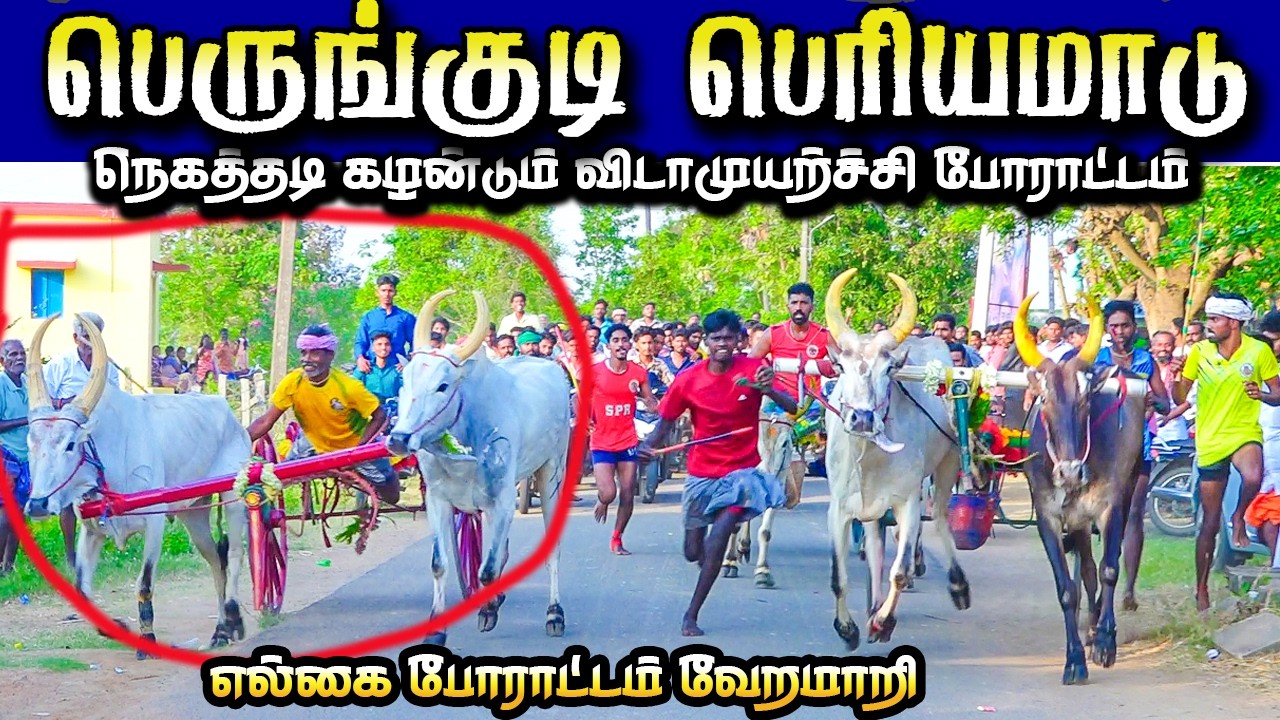 பெருங்குடி பெரியமாடு  25/03/2026 #krish_studio_kattumavadi