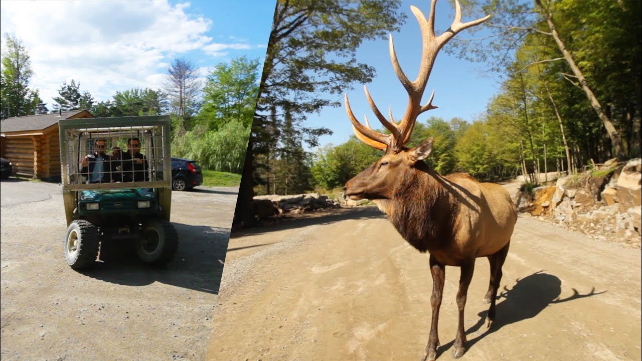 UN PARC PAS COMME LES AUTRES (Parc Omega, Québec - Canada)