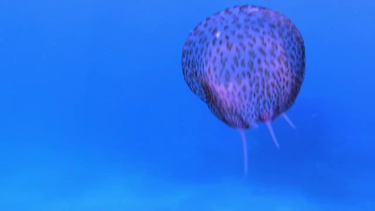 Snorkeling Costa Brava ,Cap Roig Platja D'aro.