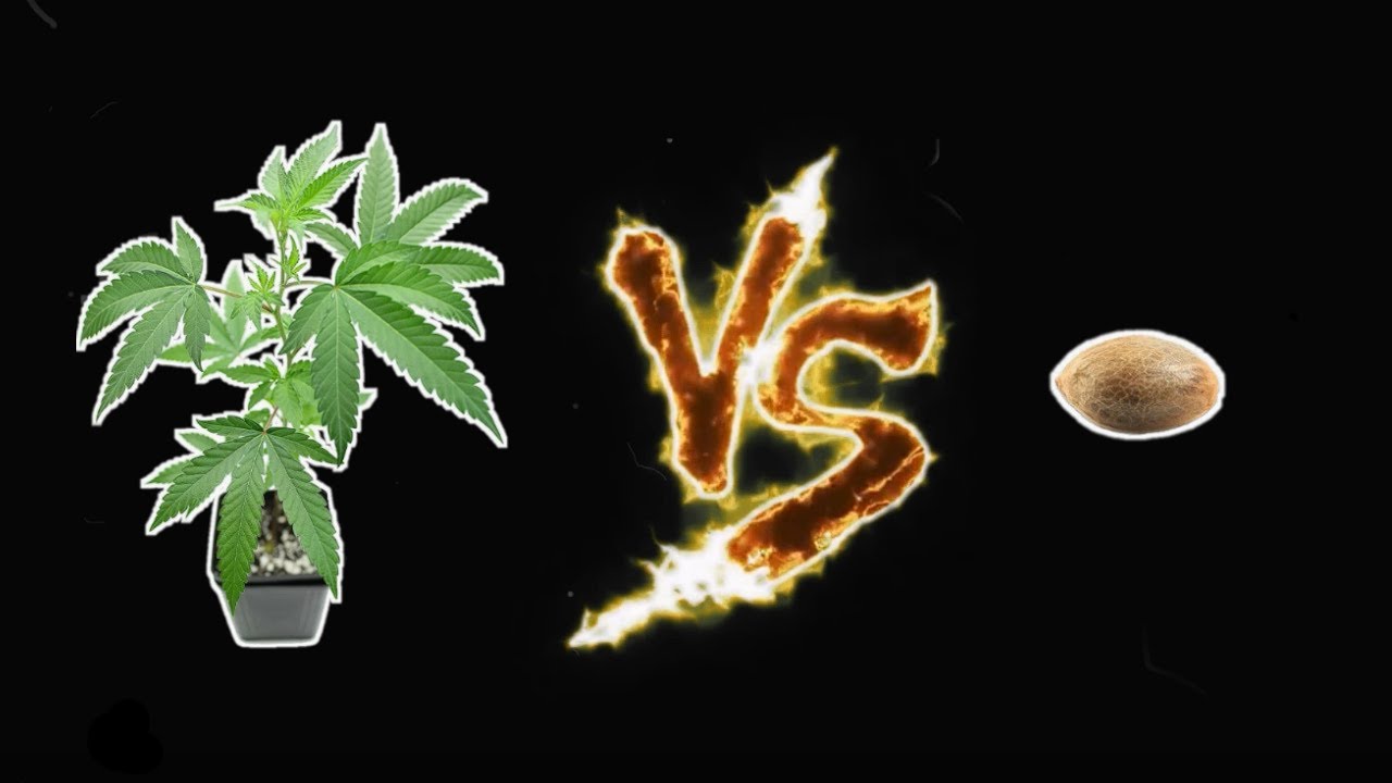 Cannabis Clones vs. Cannabis Seeds (How are they different?)