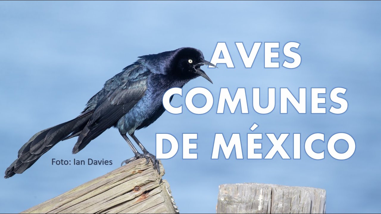 20 Aves Comunes de M&eacute;xico (CANTO, VOZ y LLAMADOS)