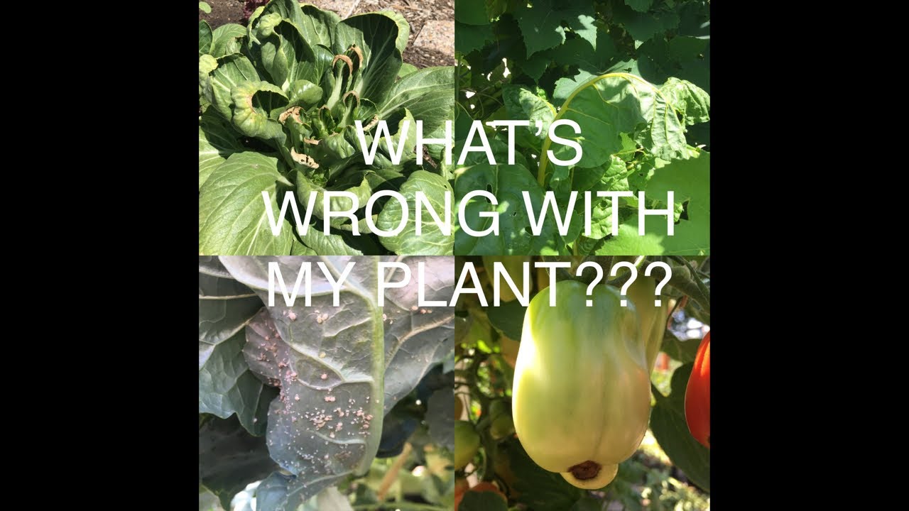 What&rsquo;s wrong with my plant??? Get answers to common vegetable growing questions!