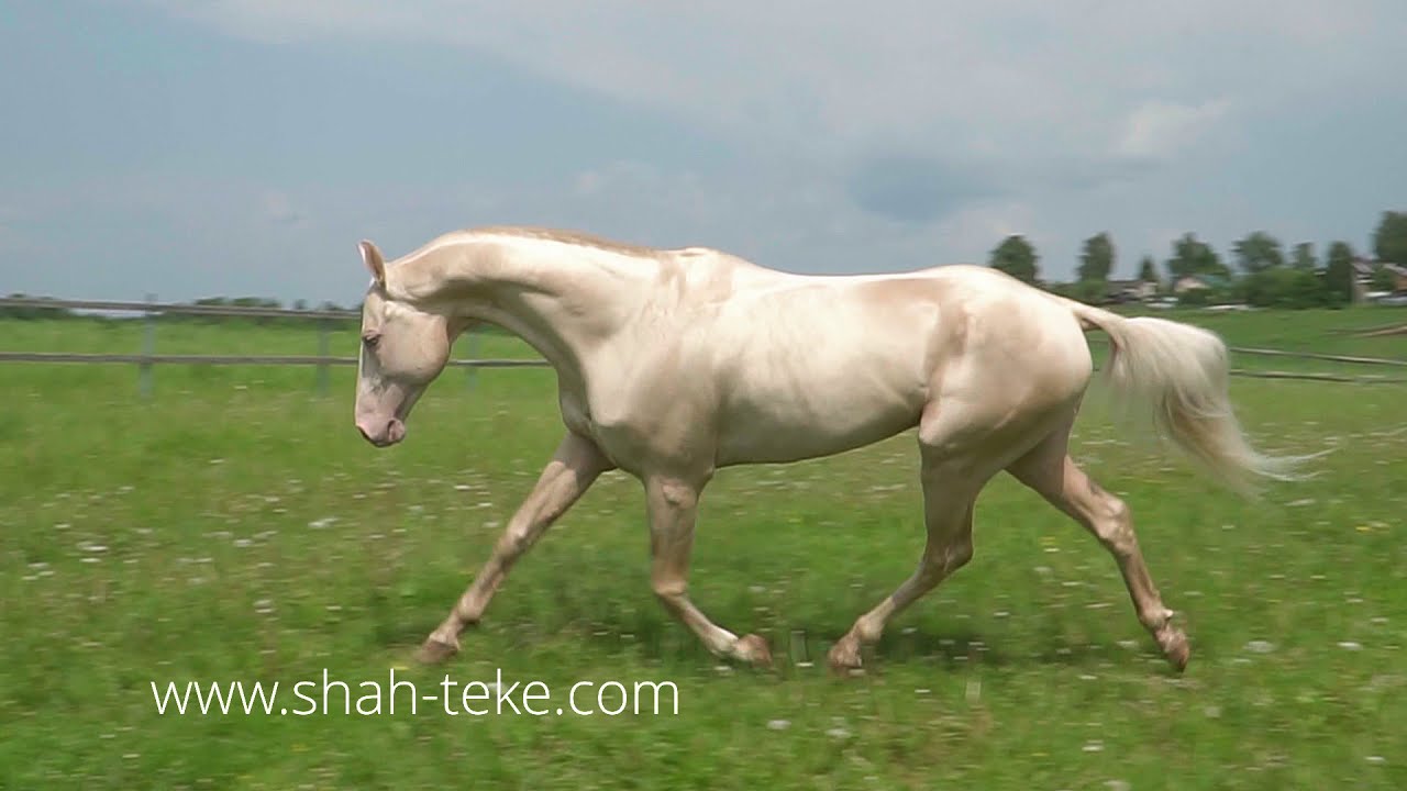 Akhalteke stallion Sarmat-Shah ( Salamat-Shah- Rovana) 2013 y.  For sale