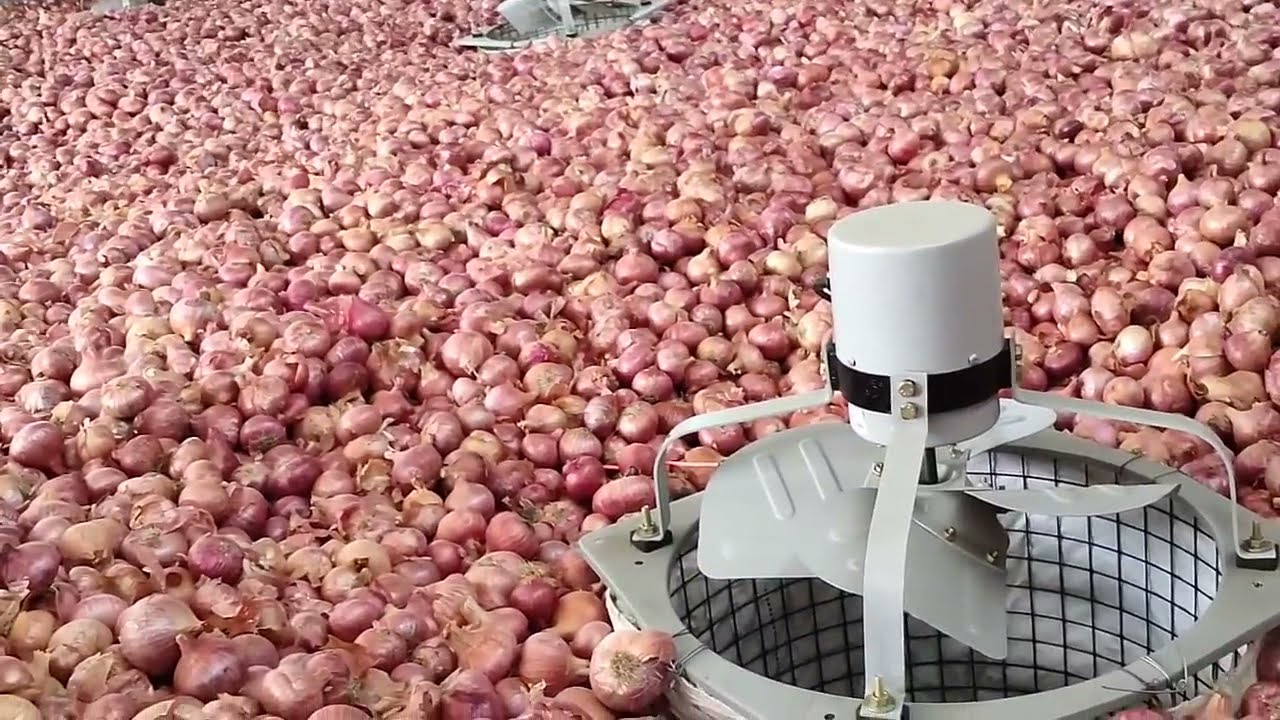 onion storage | प्याज भंडारण | प्याज स्टोरेज |कम लागत में प्याज स्टोर करने का तरीका | pyaj bhandaran