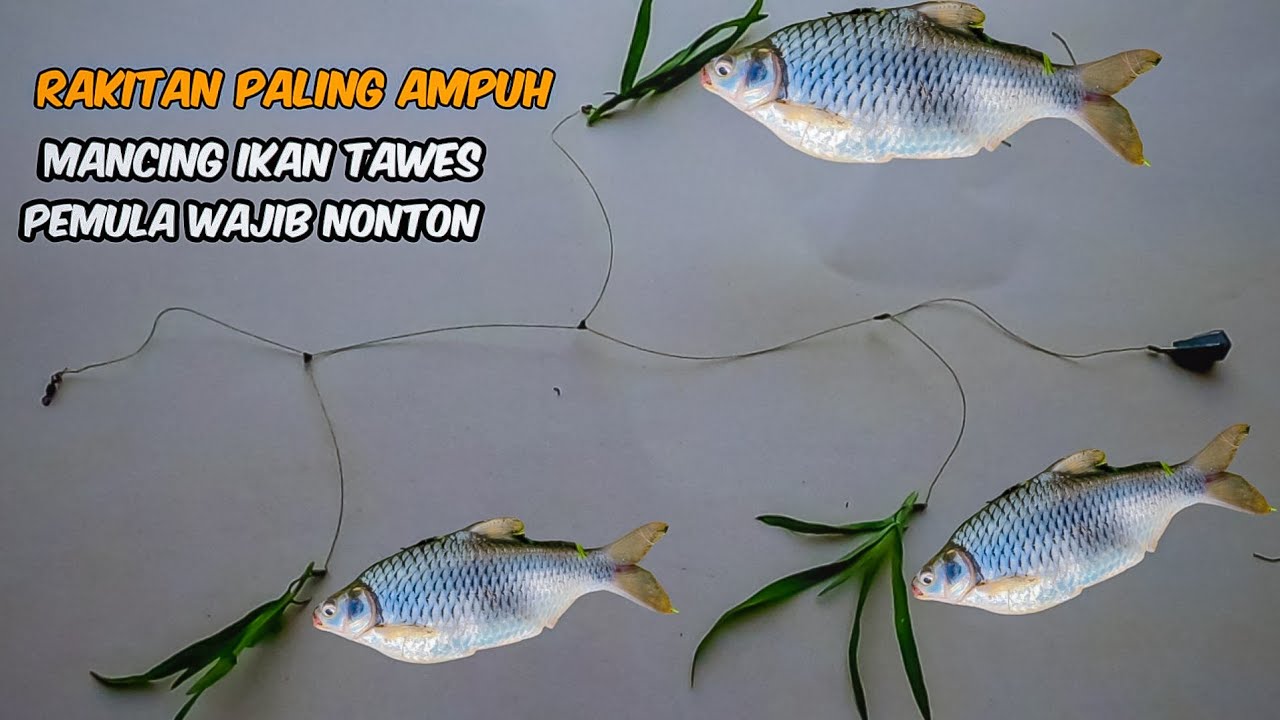 TUTORIAL Cara Merakit pancing Umpan Rumput Tiga Kail//Bottom fishing