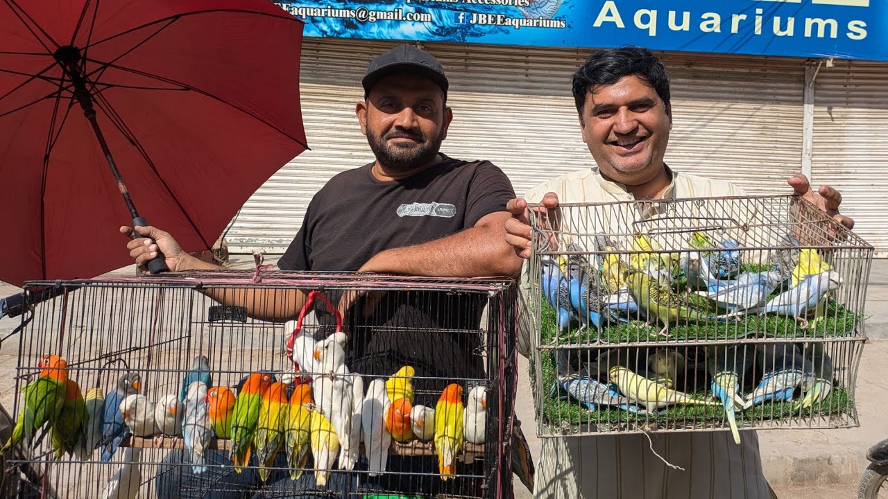 Lalukhet Birds Market Sunday Open Market Update | Karachi Latest Birds Collection 1 March 2026 | BPT