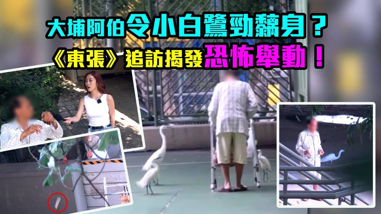 東張西望｜大埔阿伯令小白鷺勁黐身？《東張》追訪揭發恐怖舉動！｜餵白鷺｜恐怖舉動｜陳曉彤