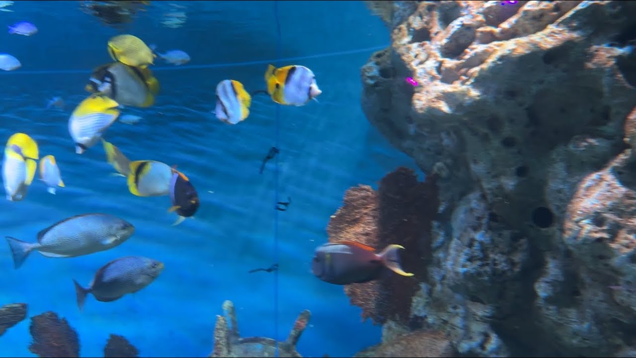 SEA LIFE BANGKOK 