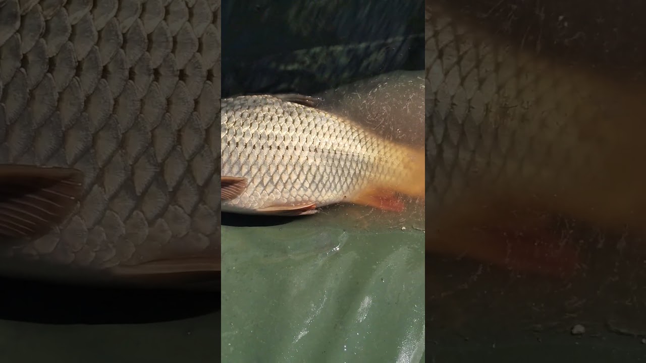 Un solzos Lacul Paulesti #methodfeeder #carpfishing #feedermastersromania
