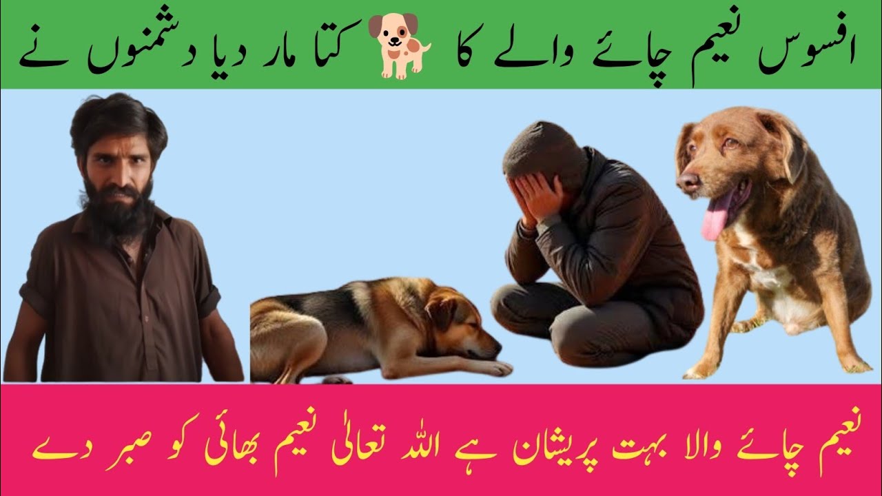 افسوس نعیم چائے کا 🐕 کتا مار دیا دشمنوں نے اچھا نہیں کیا نعیم چائے بہت ہی پریشان ہے 🐕💖🙆