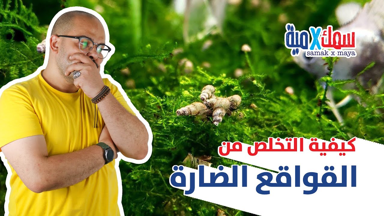كيفية التخلص من القواقع الضارة في أحواض أسماك الزينة