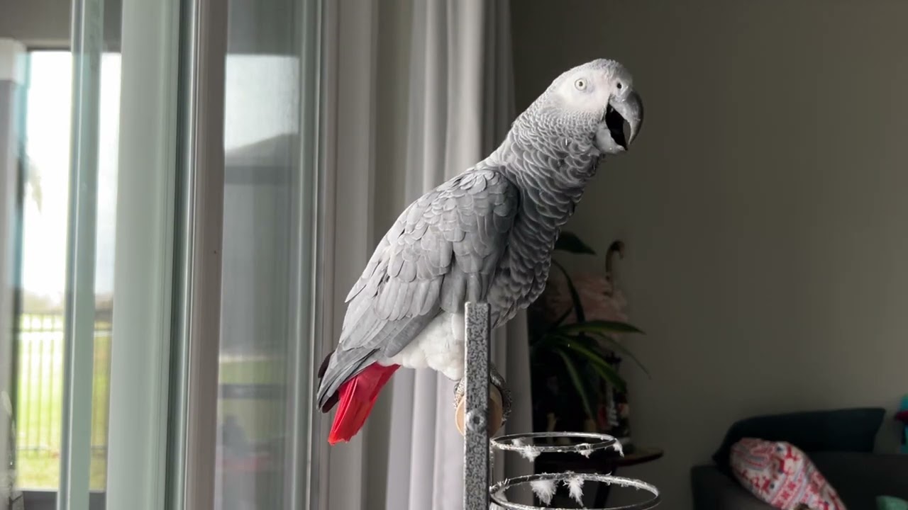#africanbird #parrot #talkingparrotscareandroutine