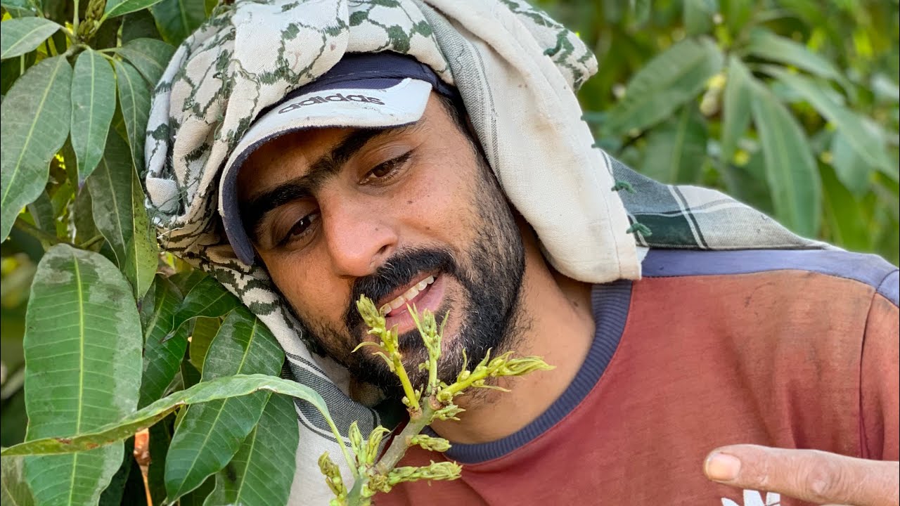 تقليم وتنظيف مزارع مانجو سكري 🥭عمر خمس سنوات