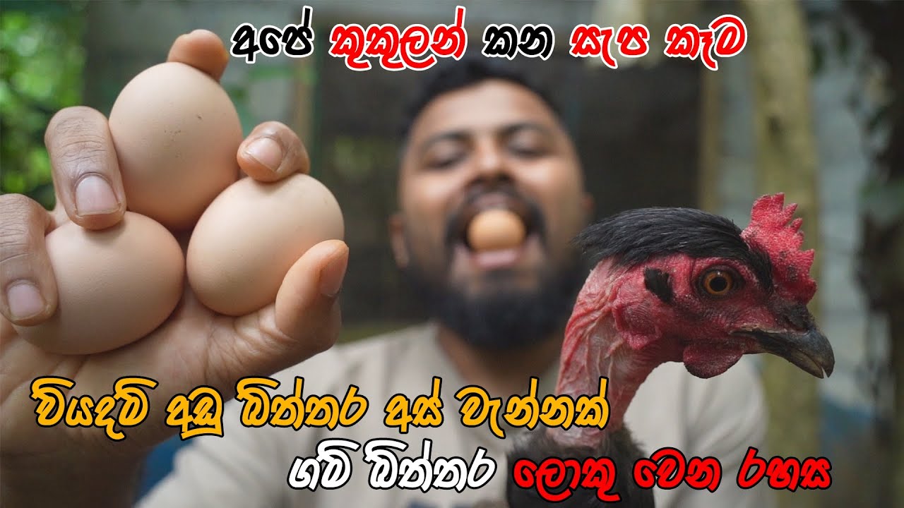 ගම් කුකුල් පාලනය | Poultry Management Sinhala | Gam kukul Palanaya