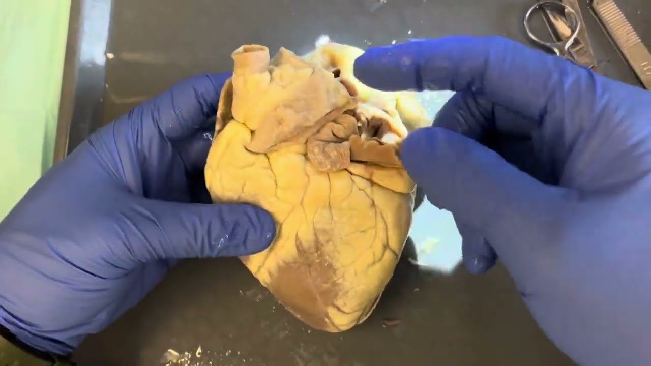 Dissection of heart and clinical correlates - Vet CPE Necropsy