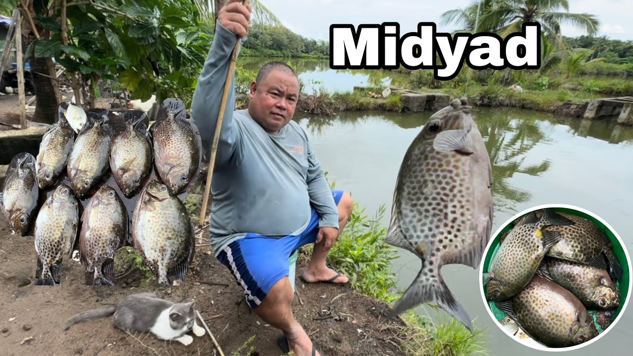 Namingwit kami ng Midyad