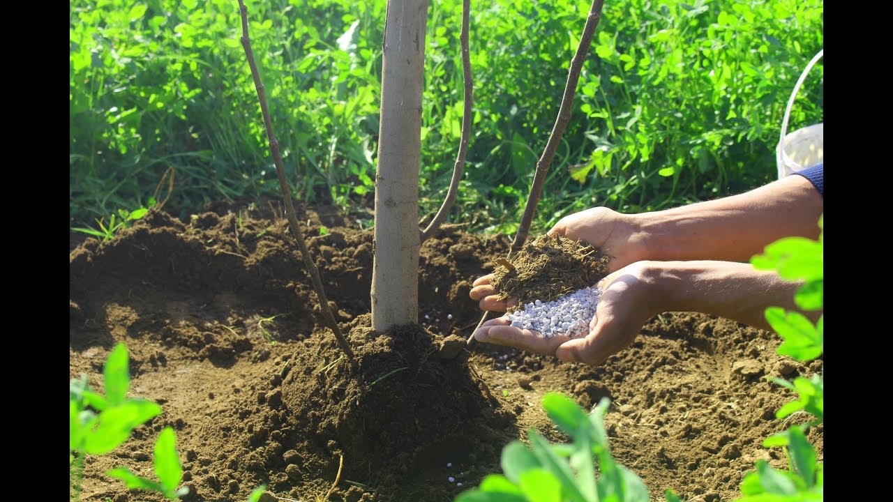 لا يمكن الاستغناء عن هذه الخلطه  في التسميد الشتوي للأشجار| How to Fertilize Trees