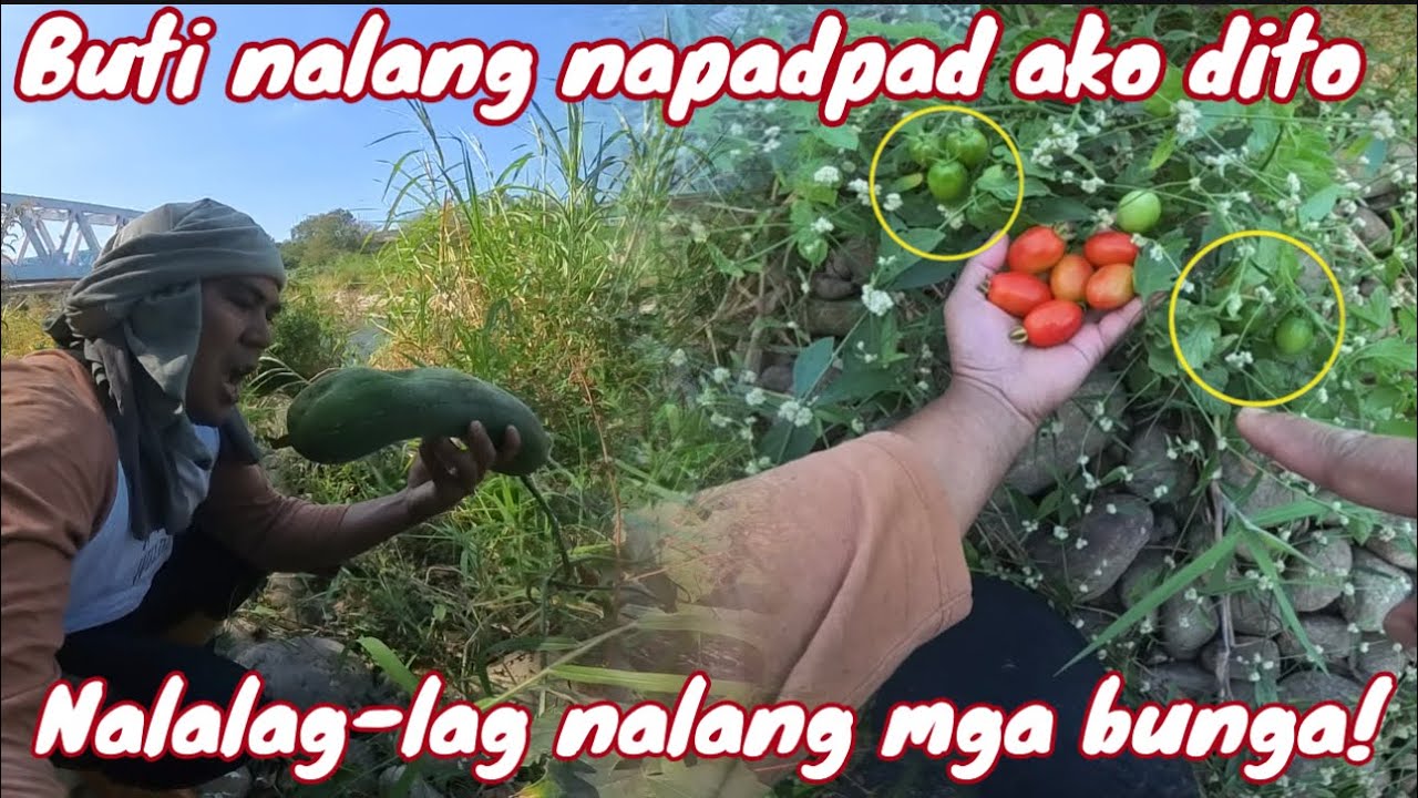 Grabe nahuhulog nalang ang mga bunga ng ligaw na prutas sa tabing ilog