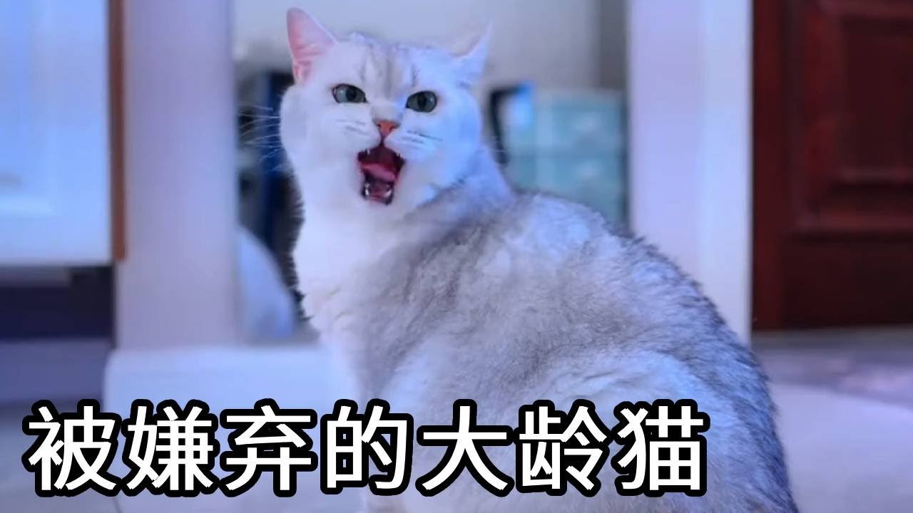 大龄猫咪抓不到老鼠，主人因此嫌弃它并送到猫肉馆？小猫默默流眼泪让人心疼【七宝小圆子】
