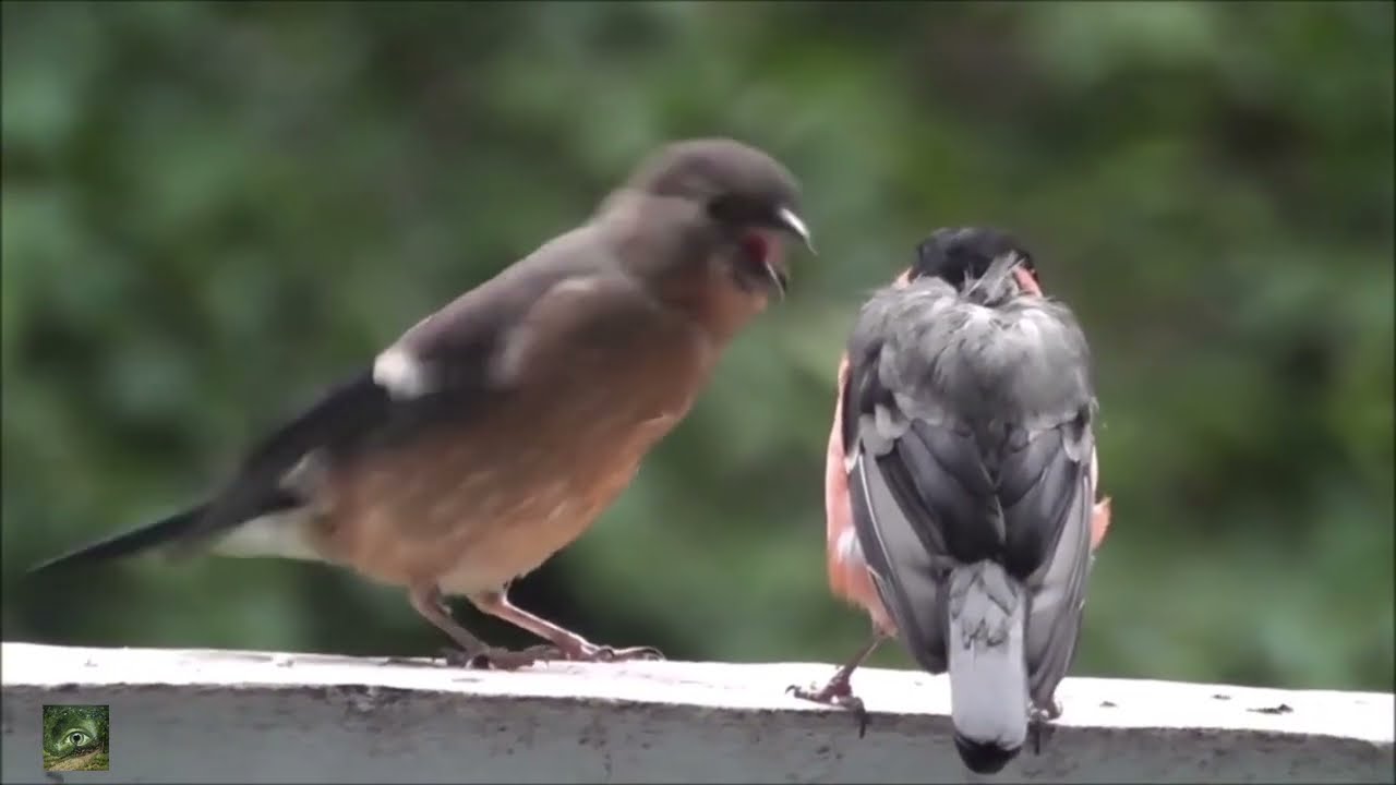 |SPARROW LOVERS , BEAUTIFUL SPARROWS AND SOUNDS |  @AllinOneQatar2