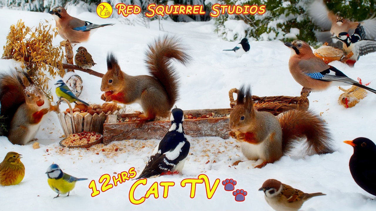 CAT TV NO ADS😺 Non-Stop BIRDS and Squirrels and Fun Day in the Snow🐿️ Real Nature Sounds 4K Dog TV