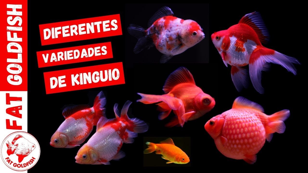 DIFERENTES VARIEDADES DE KINGUIO - PARTE 1