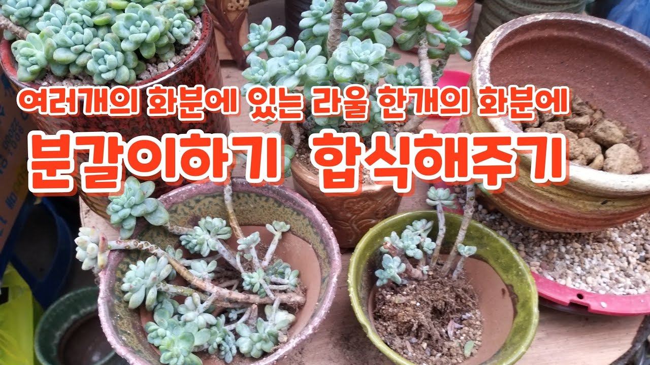 3화분에 있는 #라울 #한화분에 심기#합식해주기 #물주기 #키우기팁