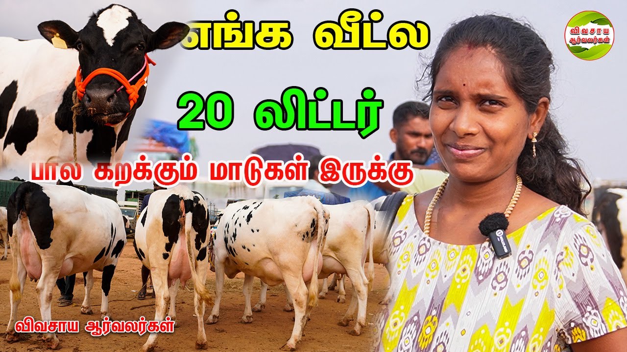 சிந்தாமணி சந்தையில் இரண்டு 20 லிட்டர் பால் கறக்கும் மாடுகள் சக்தியிடம் வாங்கினேன் #cows #cintamani
