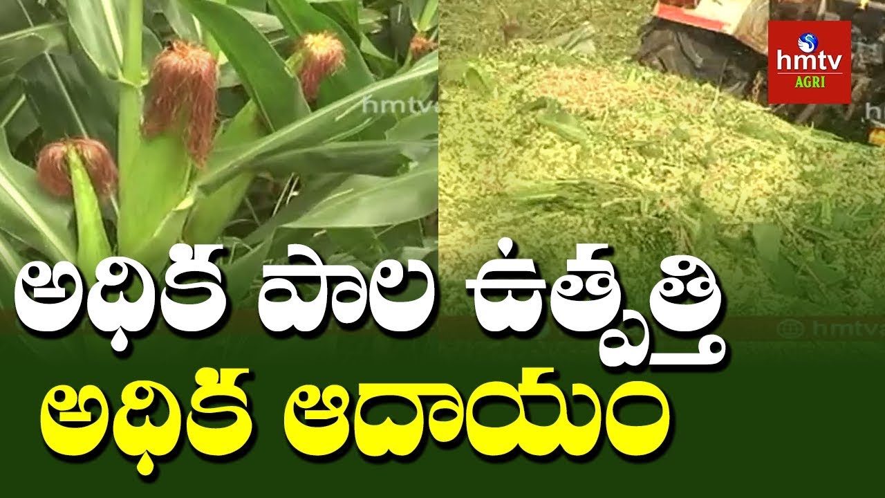 Corn Sailage Fodder Making Process | Sailage Making Tips by Fazal Rahman | hmtv  AgriAgri