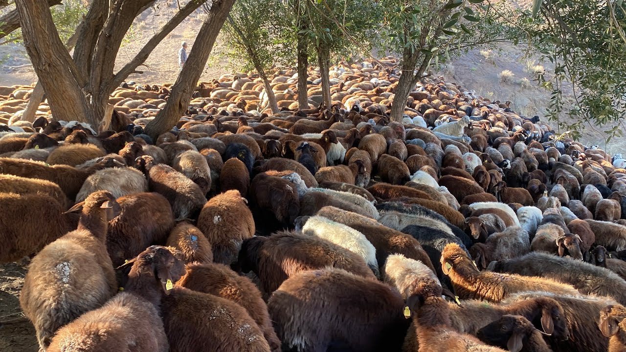 1500 KOYUN ENGEBELİ DAĞLARDA SICAK VE SUZSUZLA MÜCADELE.