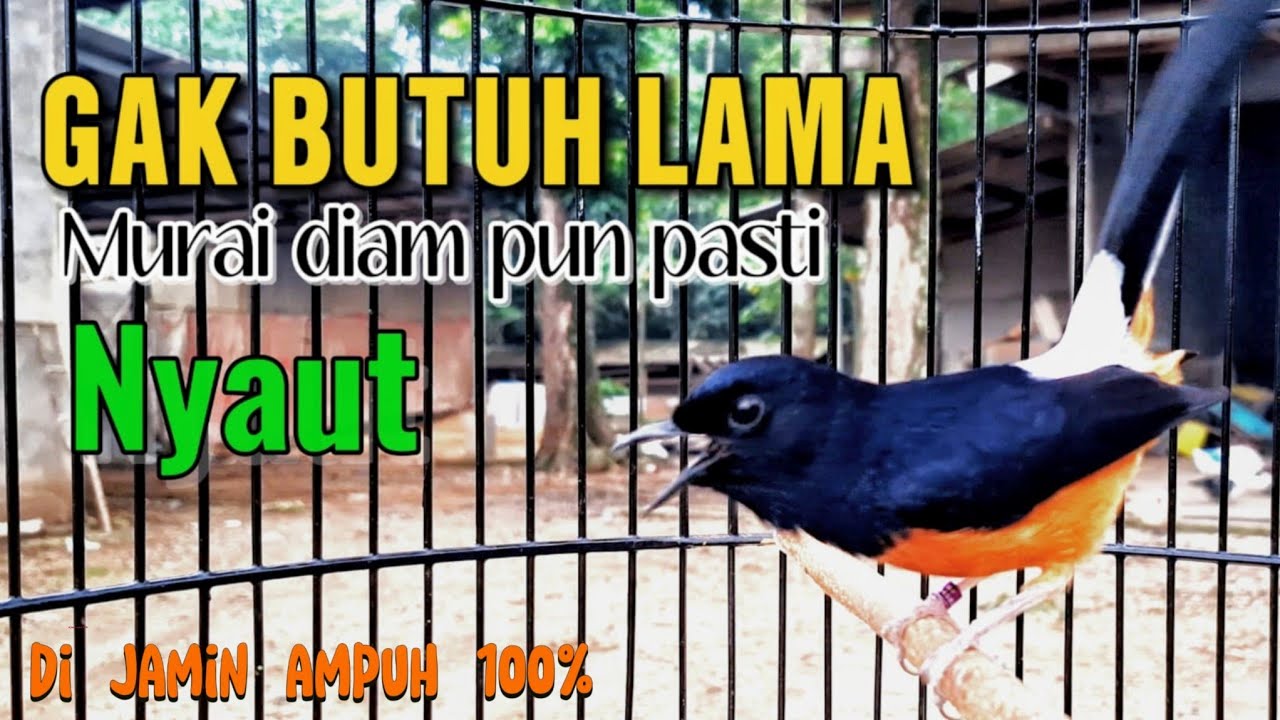 TERAPI MURAI BATU PALING DICARI_ MACET.SETRES.MALAS BUNYI DI JAMIN LANGSUNG RESPON