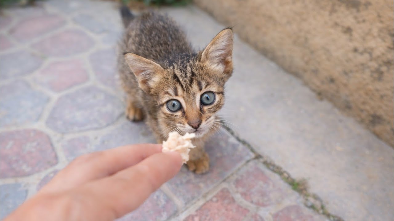 1-Month-Old Rescue Kittens Try Chicken for the First Time 😻