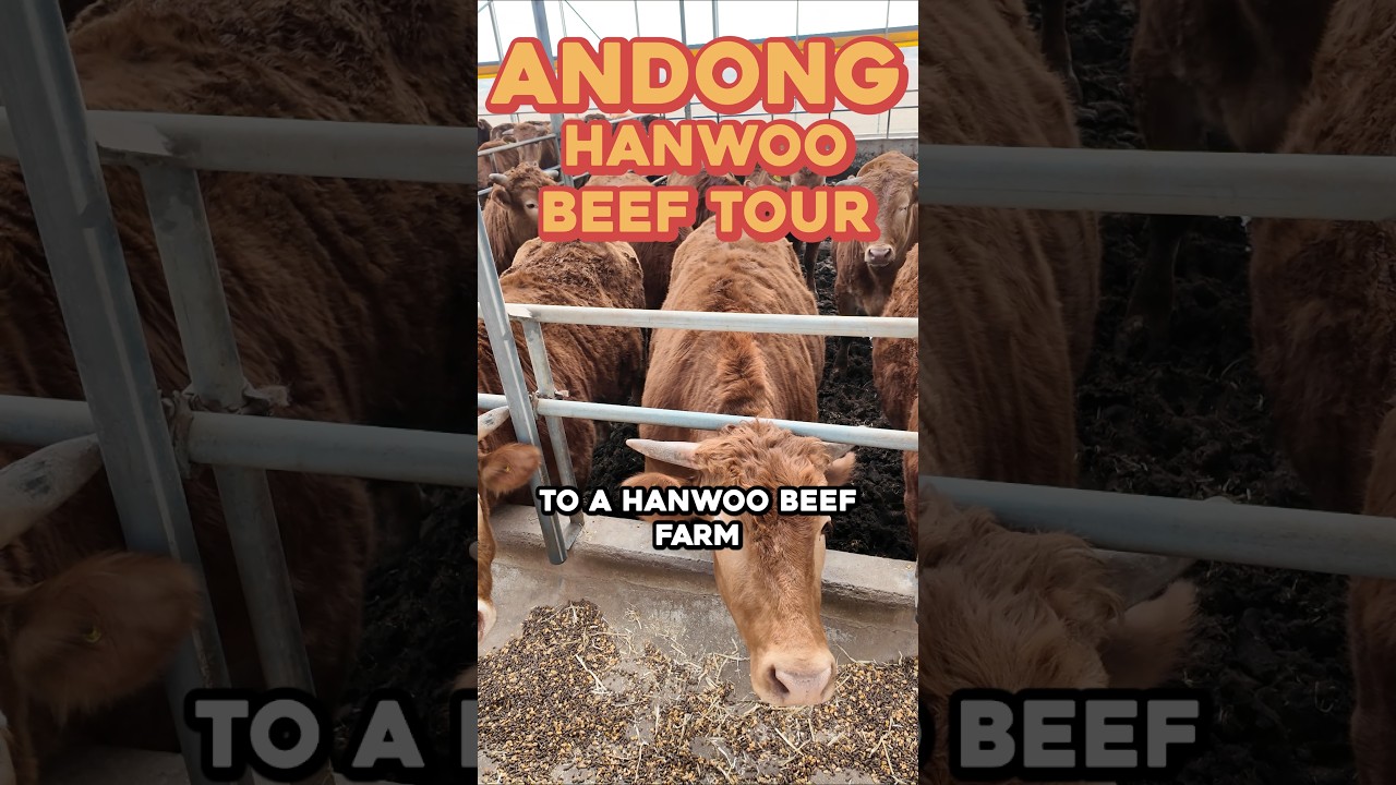I Took Simon Kim to a Korean Beef Farm #korea #koreanfood #hanwoo